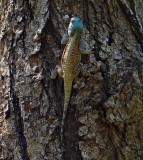 Southern Tree Agama