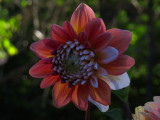 Oberlands dahlia garden specimen