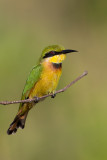 Adult Little Bee-eater