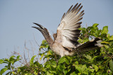 Male African Grey Hornbill