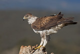 Male Bonellis Eagle