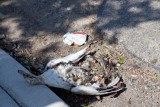 Seriously?  Duck carcass in Richardson!