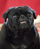 Mollie Sue... my sweet girl!