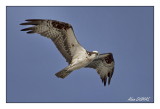 Balbuzard Pcheur - Osprey