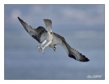 Balbuzard Pcheur - Osprey