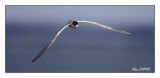 Sterne Pierregarin - Common Tern