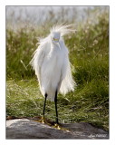 Aigrette Neigeuse - Snowy Egret