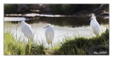 Aigrettes Neigeuses - Snowy Egrets