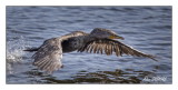 Cormoran  aigrettes - Double crested Cormorant