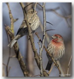 Roselins Familier - House Finches
