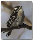 Pic Mineur - Downy Woodpecker