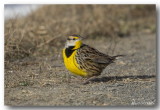 Strunelle des prs - Eastern Meadowlark