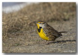 Strunelle des prs - Eastern Meadowlark