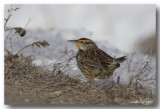 Sturnelle des prs - Eastern Meadowlark