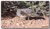 Colin de Gambel - Gambels Quail