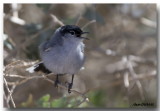 Gobemoucheron  queue noire - Black-tailed Gnatcatcher