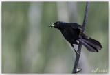 Quiscale Bronz - Common Grackle