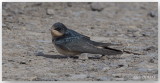 Hirondelle Rustique - Barn Swallow