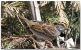 Bruant  gorge blanche - White-Throated Sparrow