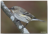 Paruline  croupion jaune - Yellow-rumped Warbler