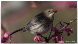 Paruline  croupion jaune - Yellow-rumped Warbler