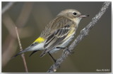 Paruline  croupion jaune - Yellow-rumped Warbler