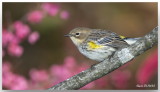 Paruline  croupion jaune - Yellow-rumped Warbler