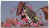 Paruline  croupion jaune - Yellow-rumped Warbler