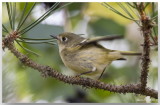 Roitelet  couronne dore femelle - Female Golden-crowned Kinglet