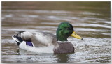 Canard Colvert - Mallard Duck