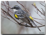 Paruline  croupion jaune - Yellow-rumped Warbler