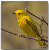 Paruline Jaune - Yellow Warbler