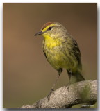 Paruline  couronne rousse - Palm Warbler