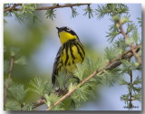 Paruline  tte cendre - Magnolia Warbler