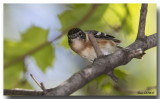 Paruline  poirine baie - Bay Breasted Warbler
