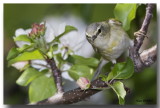 Paruline Obscure - Tenesse Warbler