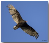 Urubu  tte rouge - Turkey Vulture