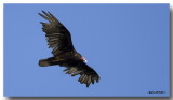 Urubu  tte rouge - Turkey Vulture