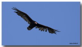 Urubu  tte rouge - Turkey Vulture