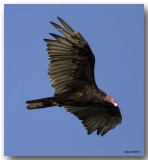 Urubu  tte rouge - Turkey Vulture