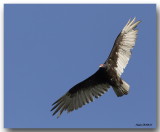 Urubu  tte rouge - Turkey Vulture