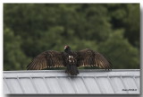 Urubu  tte rouge - Turkey Vulture