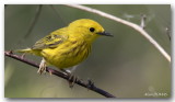 Paruline Jaune Mle - Male Yellow Warbler