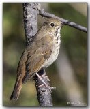 Grive Solitaire - Hermit Thrush