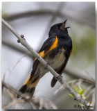 Paruline Flamboyante Mle - Male American Redstart