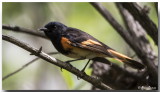 Paruline Flamboyante Mle - Male American Redstart