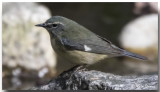 Paruline Bleue Femelle - Female Black-throated Blue Warbler