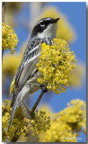 Paruline  croupion Jaune mle - Male Yellow-rumped Warbler