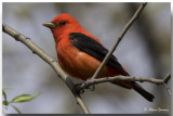 Piranga carlate - Scarlet Tanager