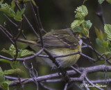 Viro aux yeux blanc - White-eyed Vireo